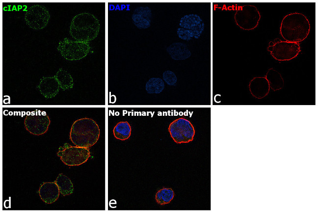 cIAP2 Antibody in Immunocytochemistry (ICC/IF)