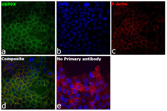 USP9X Antibody in Immunocytochemistry (ICC/IF)