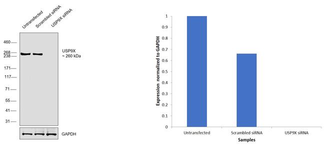 USP9X Antibody in Western Blot (WB)