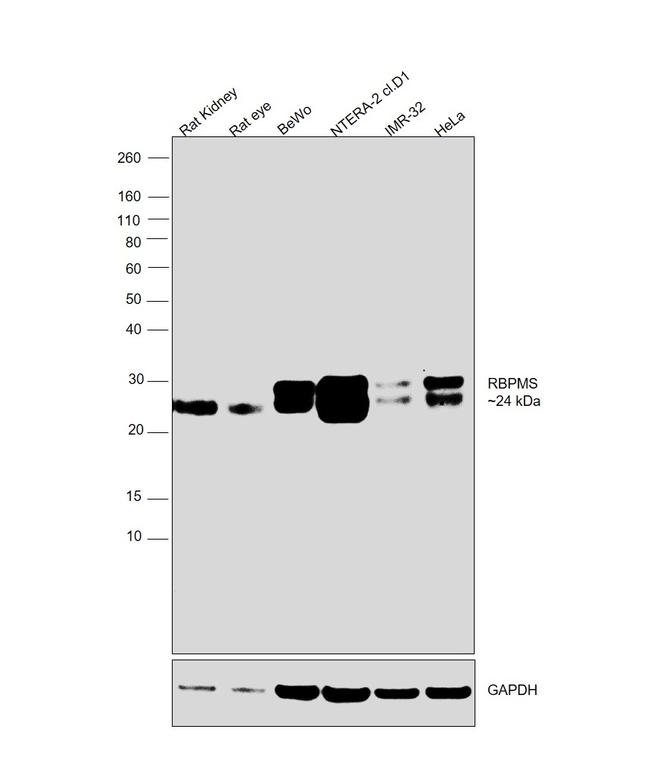 RBPMS Antibody in Western Blot (WB)