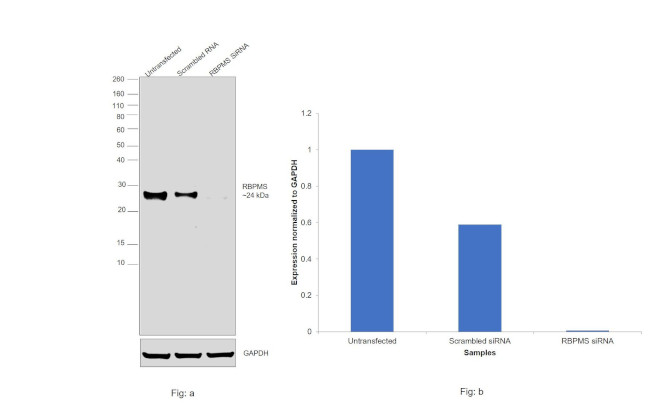 RBPMS Antibody