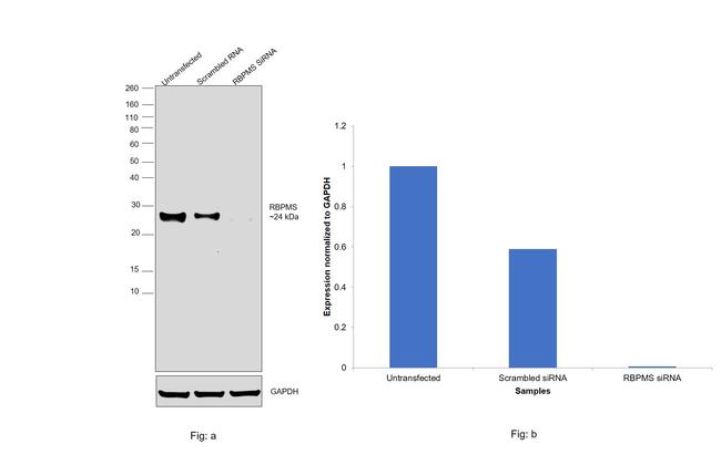 RBPMS Antibody in Western Blot (WB)