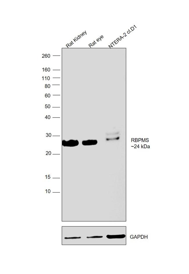 RBPMS Antibody in Western Blot (WB)