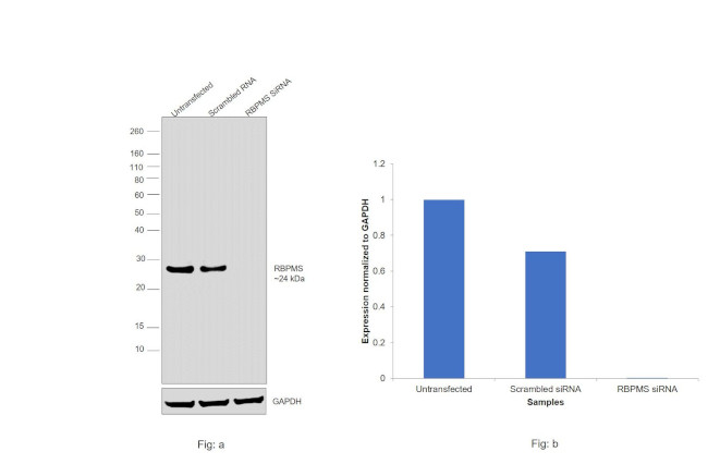 RBPMS Antibody