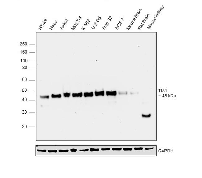 TIA-1 Antibody in Western Blot (WB)