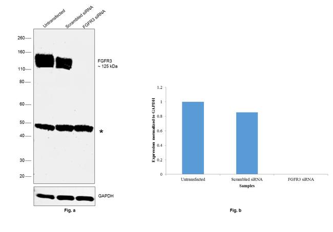 FGFR3 Antibody in Western Blot (WB)