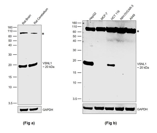 VSNL1 Antibody in Western Blot (WB)