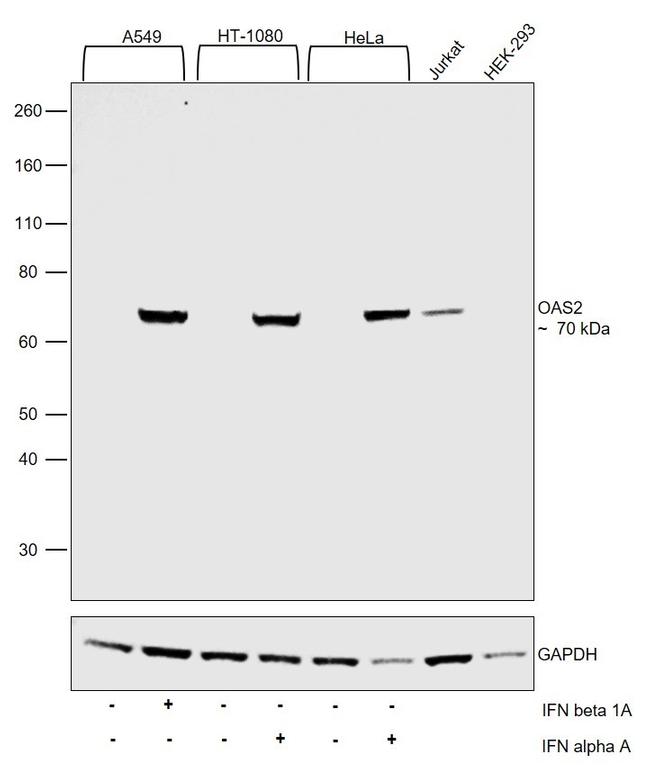 OAS2 Antibody in Western Blot (WB)