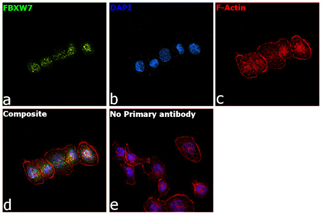 FBXW7 Antibody in Immunocytochemistry (ICC/IF)