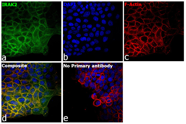 IRAK2 Antibody in Immunocytochemistry (ICC/IF)