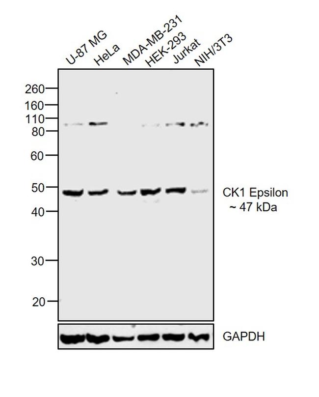 CK1 epsilon Antibody in Western Blot (WB)