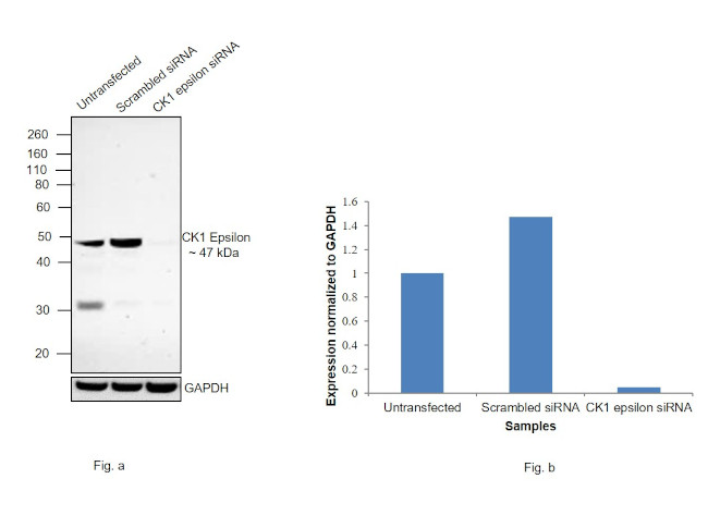 CK1 epsilon Antibody