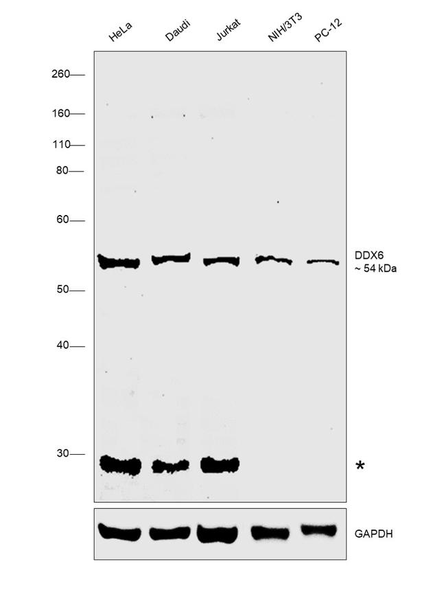 DDX6 Antibody in Western Blot (WB)