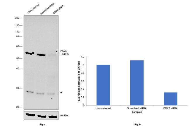 DDX6 Antibody in Western Blot (WB)