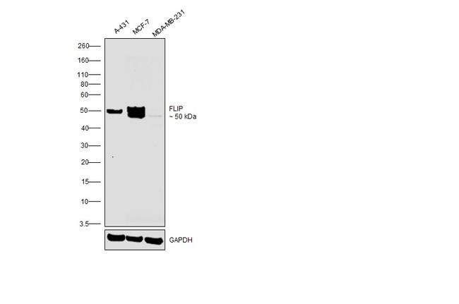 FLIP Antibody in Western Blot (WB)