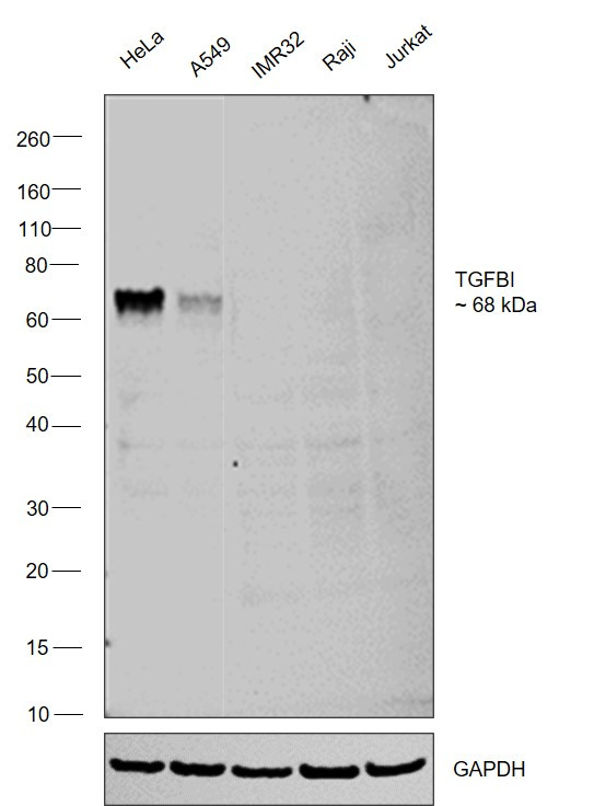 TGFBI Antibody