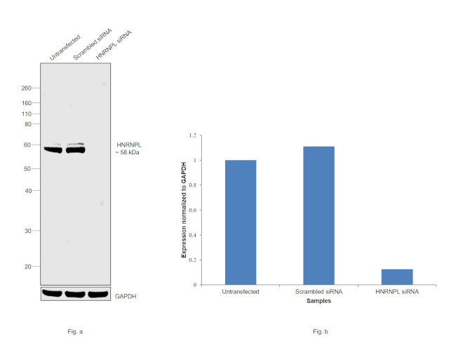 hnRNP L Antibody