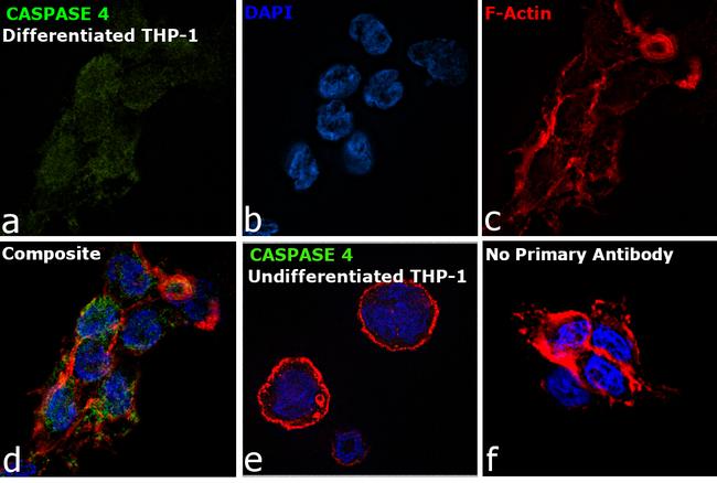 Caspase 4 Antibody