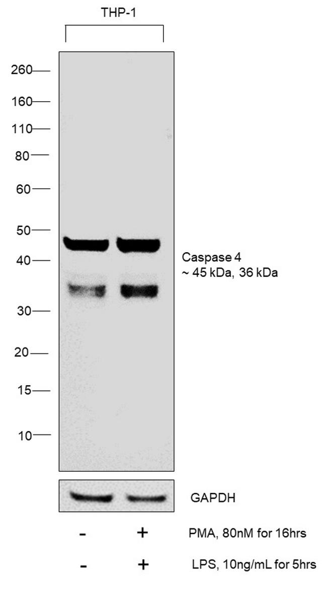 Caspase 4 Antibody