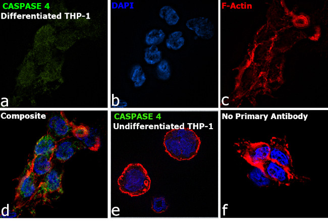 Caspase 4 Antibody in Immunocytochemistry (ICC/IF)