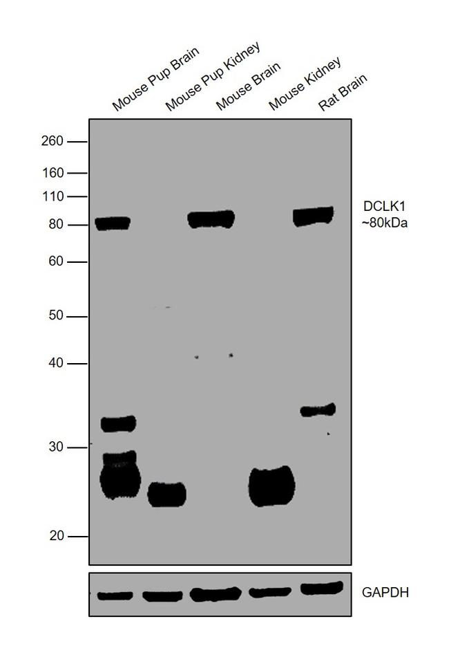 DCLK1 Antibody in Western Blot (WB)