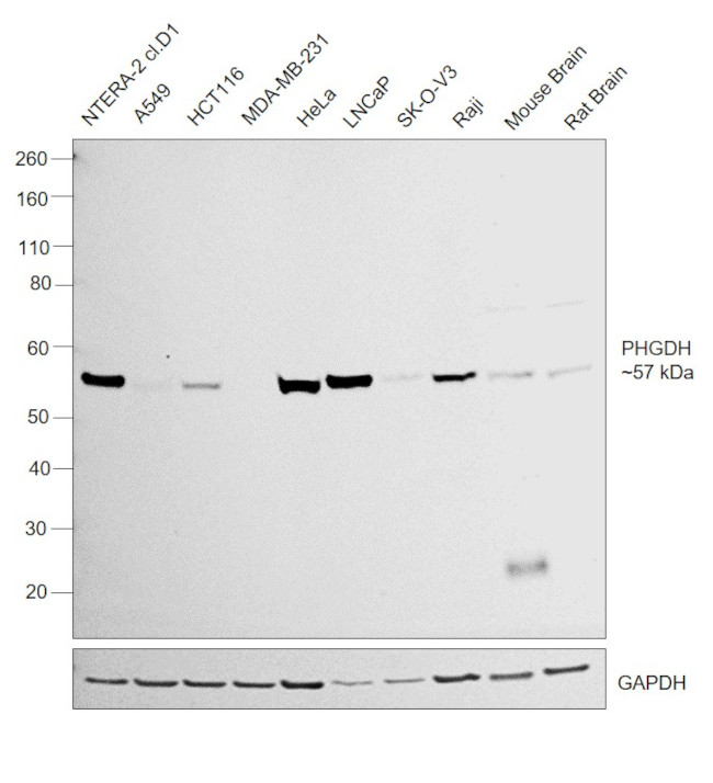 PHGDH Antibody