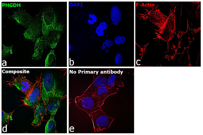 PHGDH Antibody in Immunocytochemistry (ICC/IF)