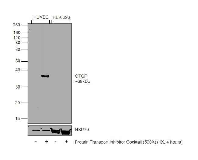 CTGF Antibody