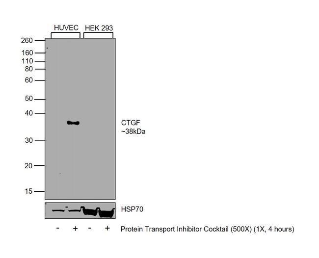 CTGF Antibody in Western Blot (WB)