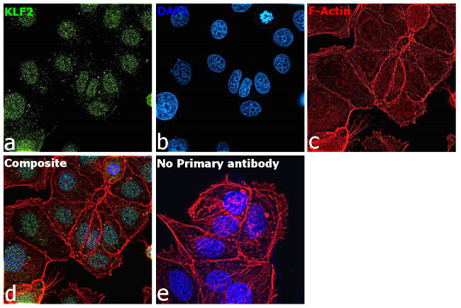 KLF2 Antibody in Immunocytochemistry (ICC/IF)