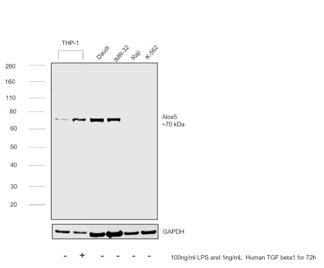 ALOX5 Antibody