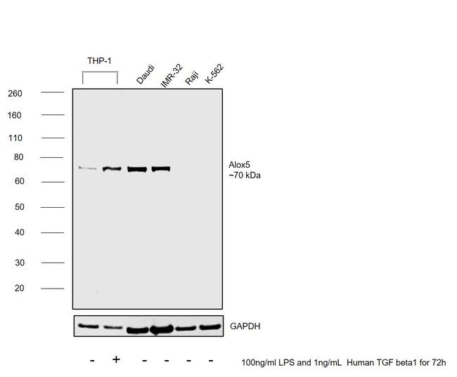 ALOX5 Antibody in Western Blot (WB)