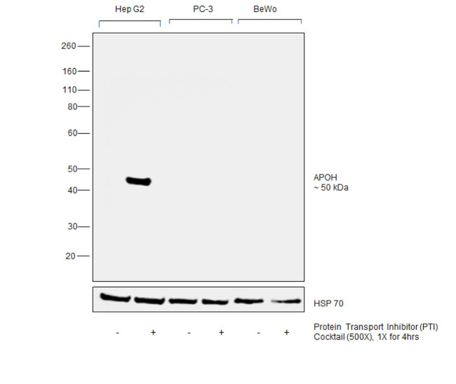 Apolipoprotein H Antibody