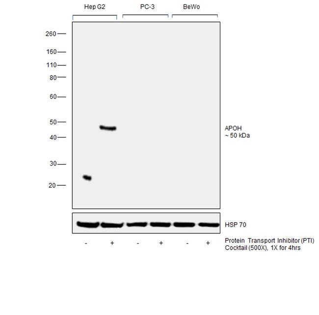 Apolipoprotein H Antibody in Western Blot (WB)