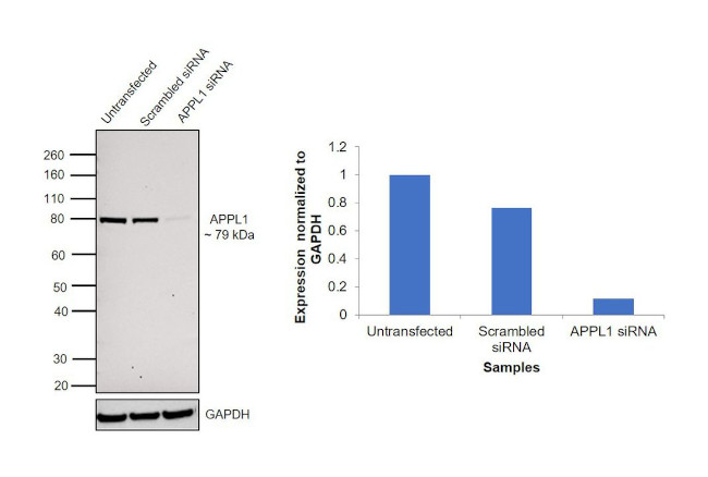 APPL1 Antibody