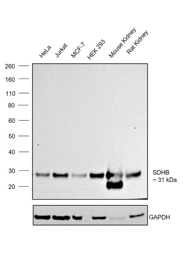 SDHB Antibody in Western Blot (WB)