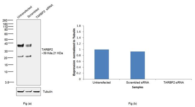 TRBP Antibody in Western Blot (WB)