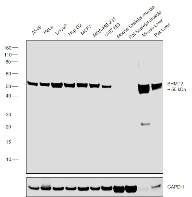 SHMT2 Antibody