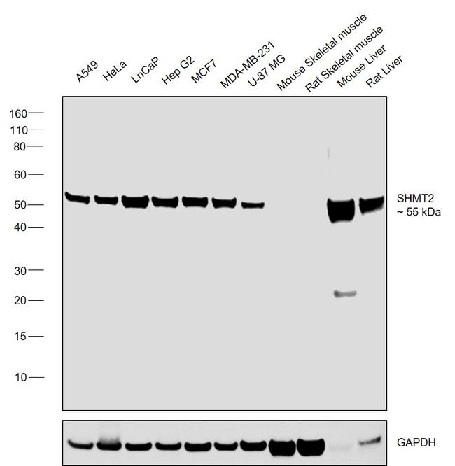 SHMT2 Antibody in Western Blot (WB)