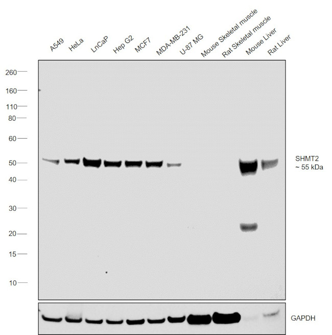 SHMT2 Antibody