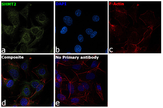 SHMT2 Antibody in Immunocytochemistry (ICC/IF)