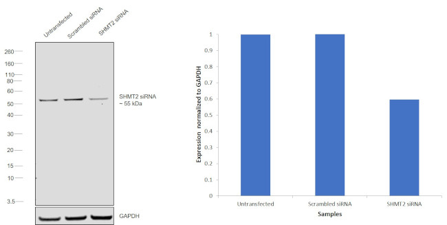 SHMT2 Antibody