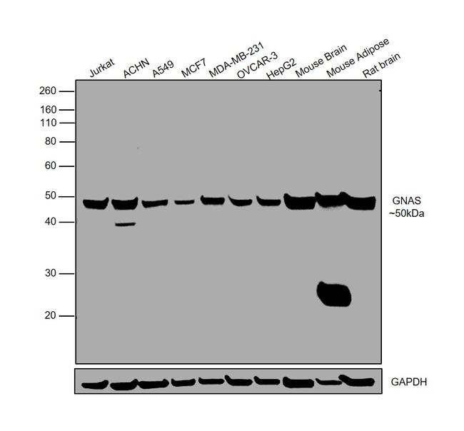 GNAS Antibody in Western Blot (WB)