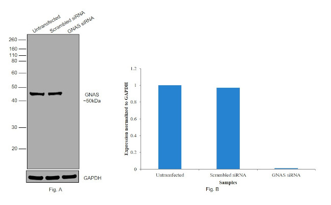 GNAS Antibody