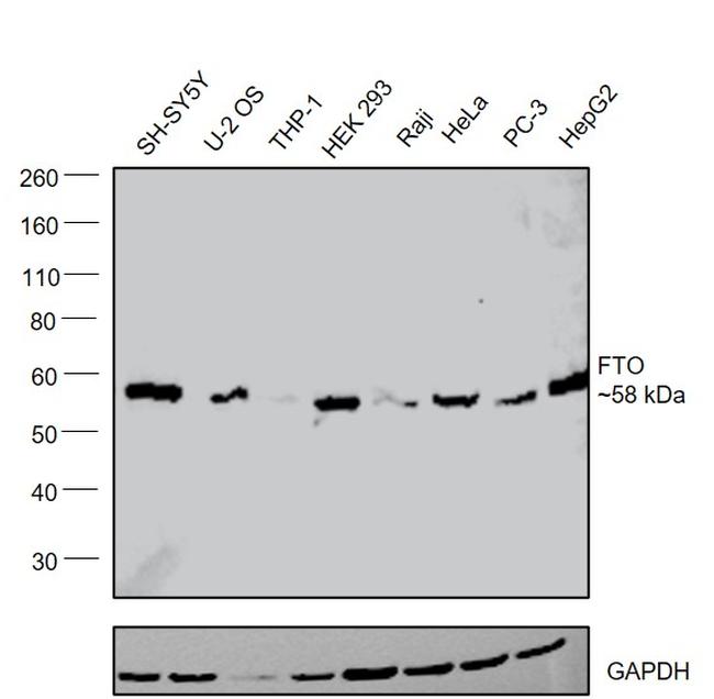 FTO Antibody in Western Blot (WB)