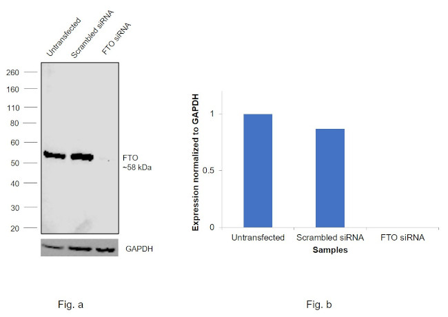 FTO Antibody