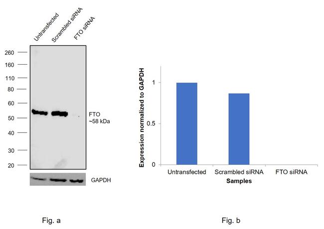 FTO Antibody in Western Blot (WB)