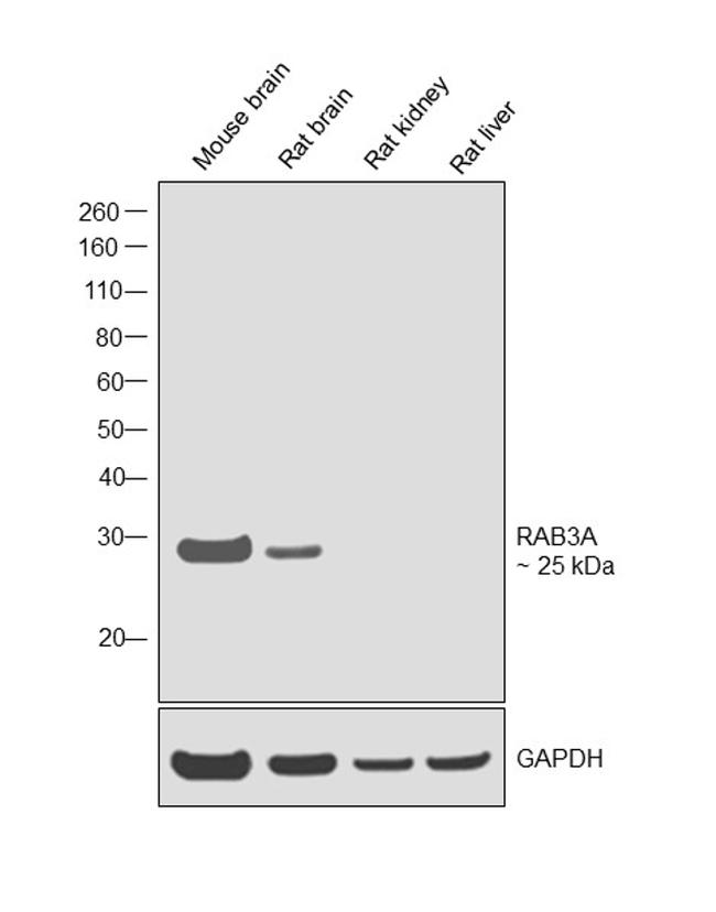 RAB3A Antibody in Western Blot (WB)