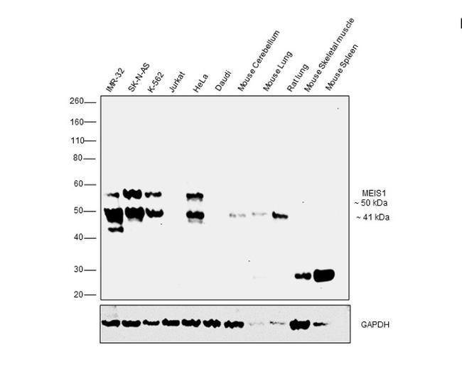 MEIS1 Antibody in Western Blot (WB)