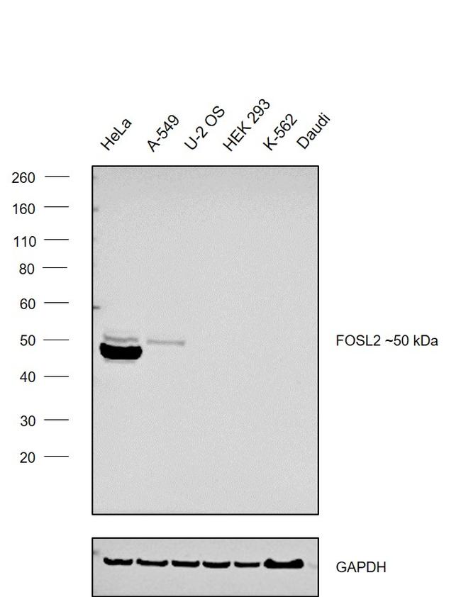 Fra2 Antibody in Western Blot (WB)